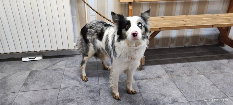 KAKVA PRIČA! Kujica ostavljena na Autobusnom u Zagrebu ima novi dom. Vlasnica je se odrekla