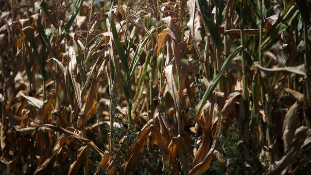 Poljoprivrednim kulturama prijeti suša