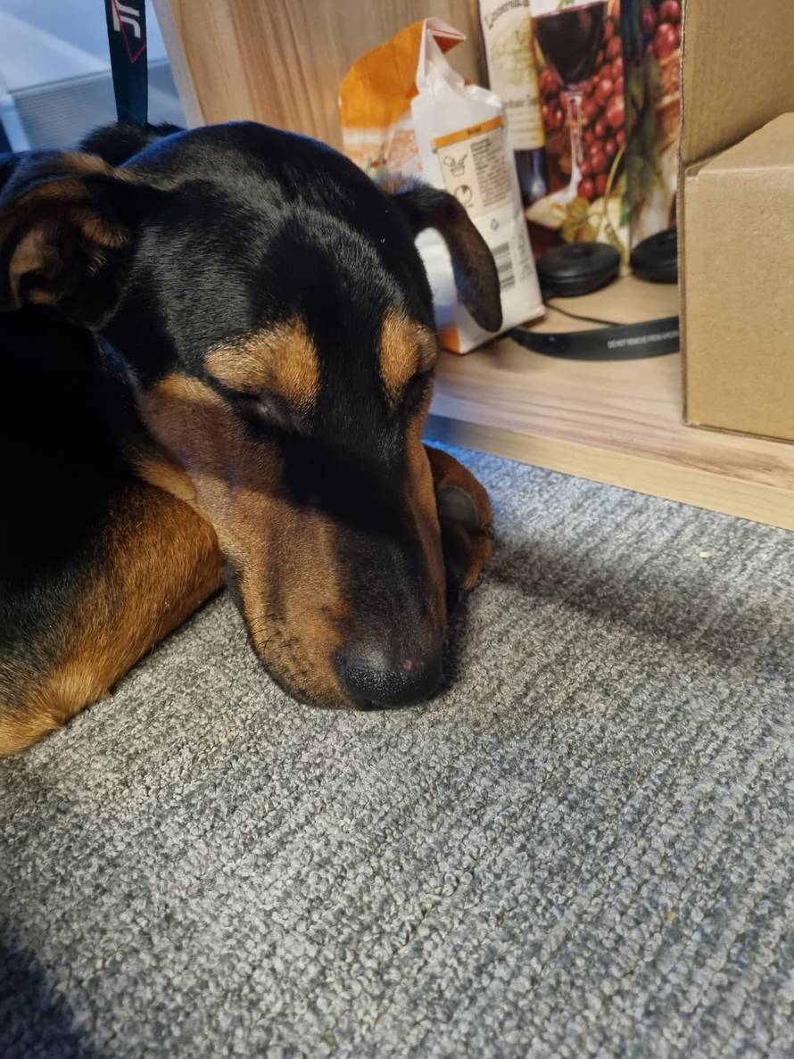 Traži li ga itko!? Pas ušao u vlak u Sisku i izašao u Zagrebu: 'Tužne okice, kao da se izgubio'