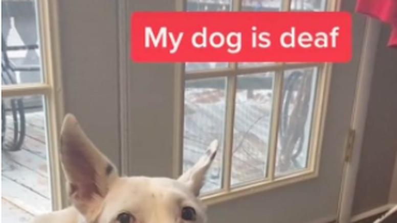 Gluh pas pokušava lajati -  slatki video je raznježio srca mnogih
