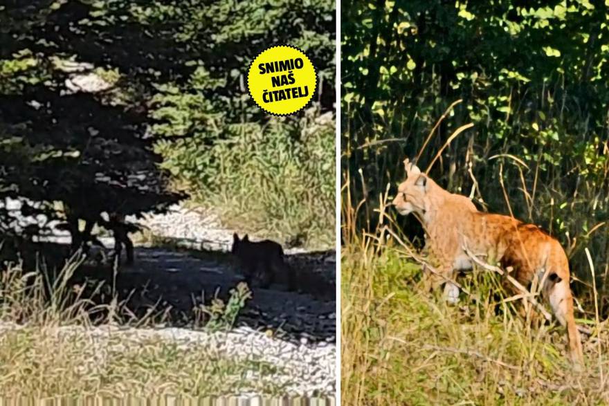 Gorski kotar, snimili risa