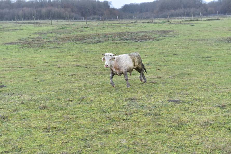 Bik Joza već trčkara na farmi u Lasićima. Ima društvo i čeka da mu pronađu nove udomitelje