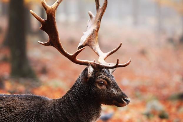 Delnice: Jeleni lopatari u park šumi Japlenški vrh