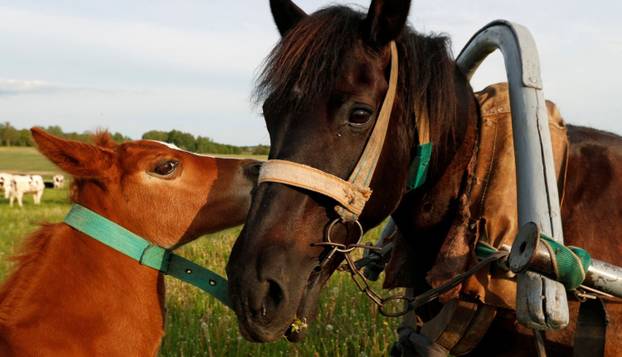 Bjeloruski pastir je prepolovio Audi 80 pa sad vozi na jednu konjsku snagu: 'Sad je Audi 40'