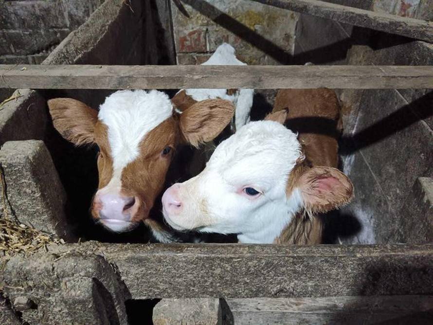 Rijedak fenomen kraj Bjelovara! Četiri krave dobile su blizance