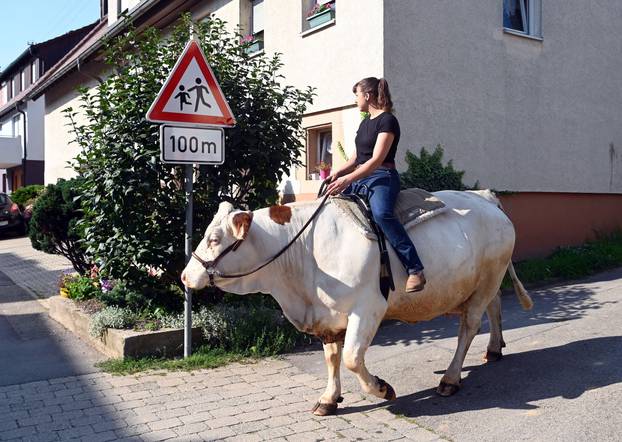 Mounted cow