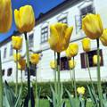 Super trik: Uklonite tulipanima lišće kako ne bi brzo trunuli