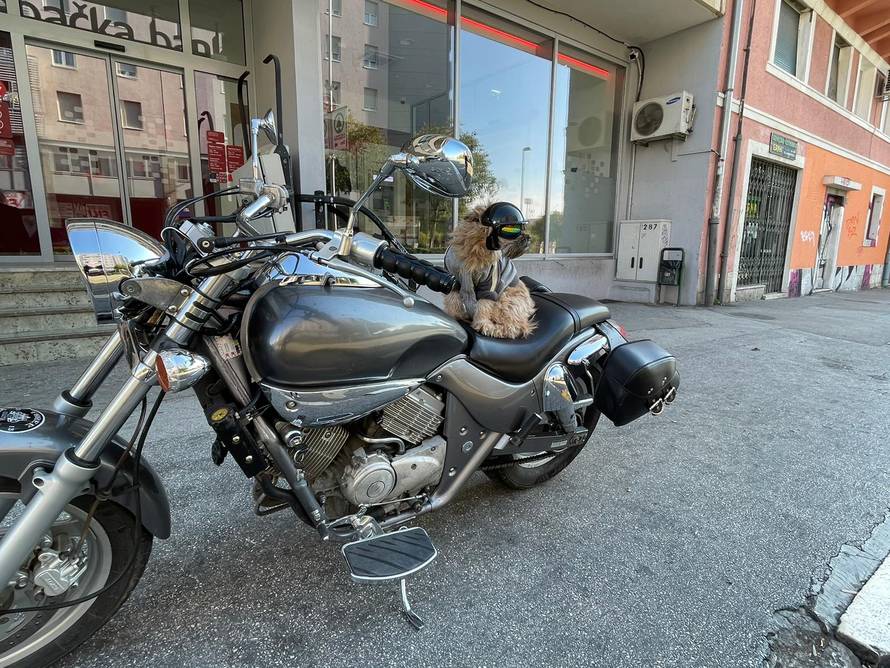 VIDEO Pas Duracell bajker kao i njegov gazda: 'Ima 12 godina, a zajedno smo prošli cijeli svijet!'