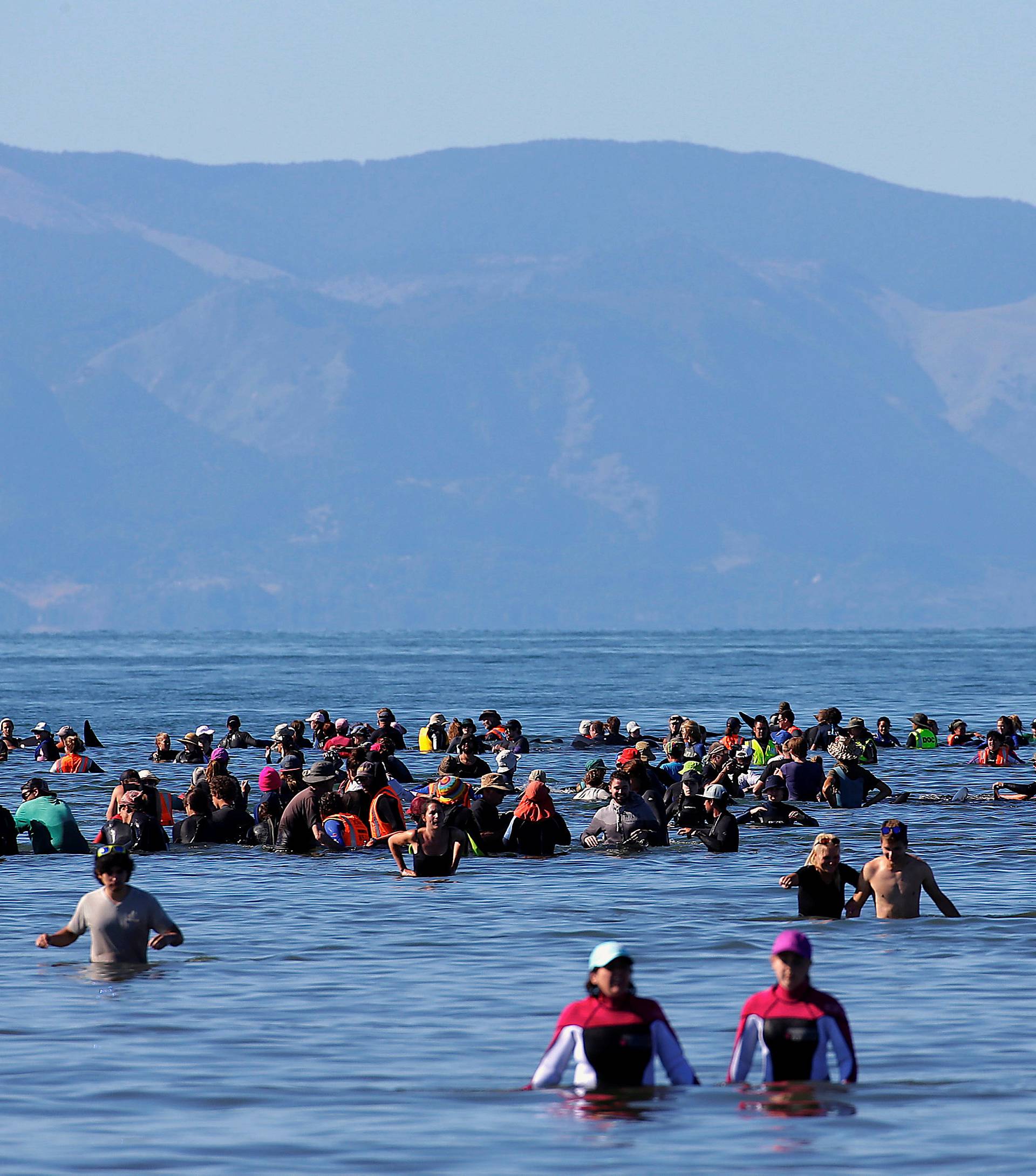 Volunteers try to guide some of the stranded pilot whales still alive back out to sea after one of the country's largest recorded mass whale strandings, in Golden Bay, at the top of New Zealand's South Island