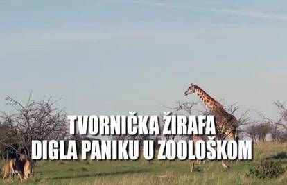 Fantomska životinja: Kada ste u Zagrebu vidjeli žirafu?