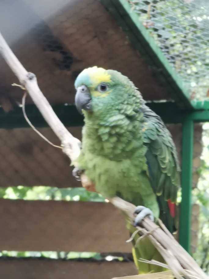 Otvara se prvi hrvatski park za ptice u šumi nedaleko od Poreča