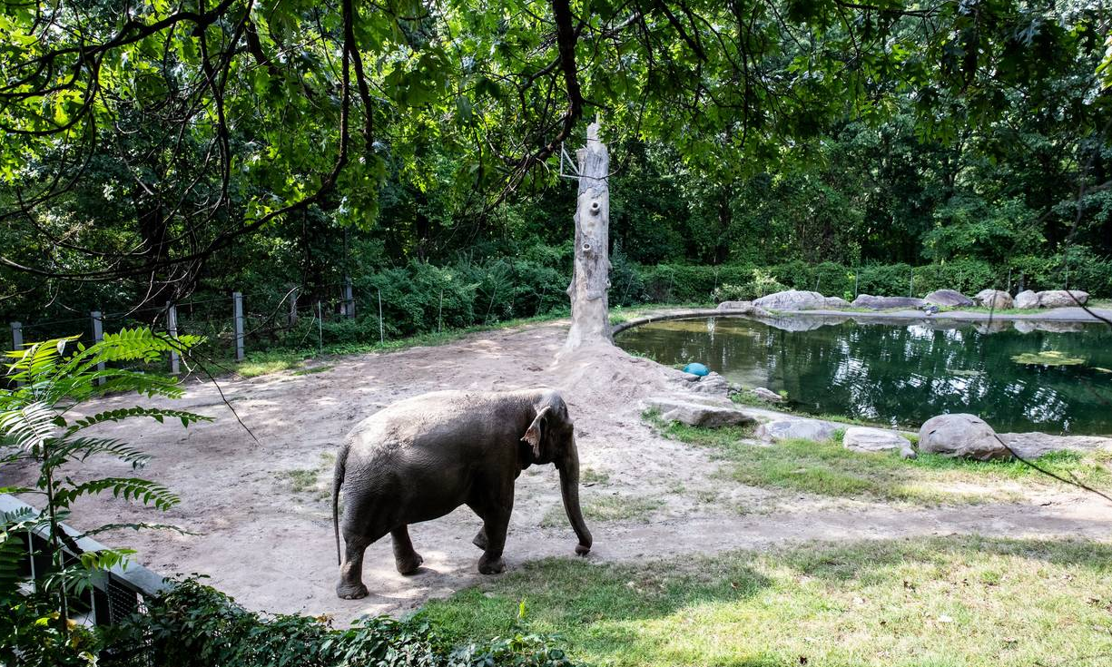 Tužna slonica Srećka: Pustite ju, depresivna je već 13 godina