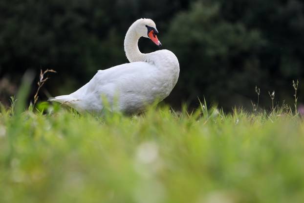 Zagreb: Šoderice Blato omiljeno su okupljalište lokalnih ribiča