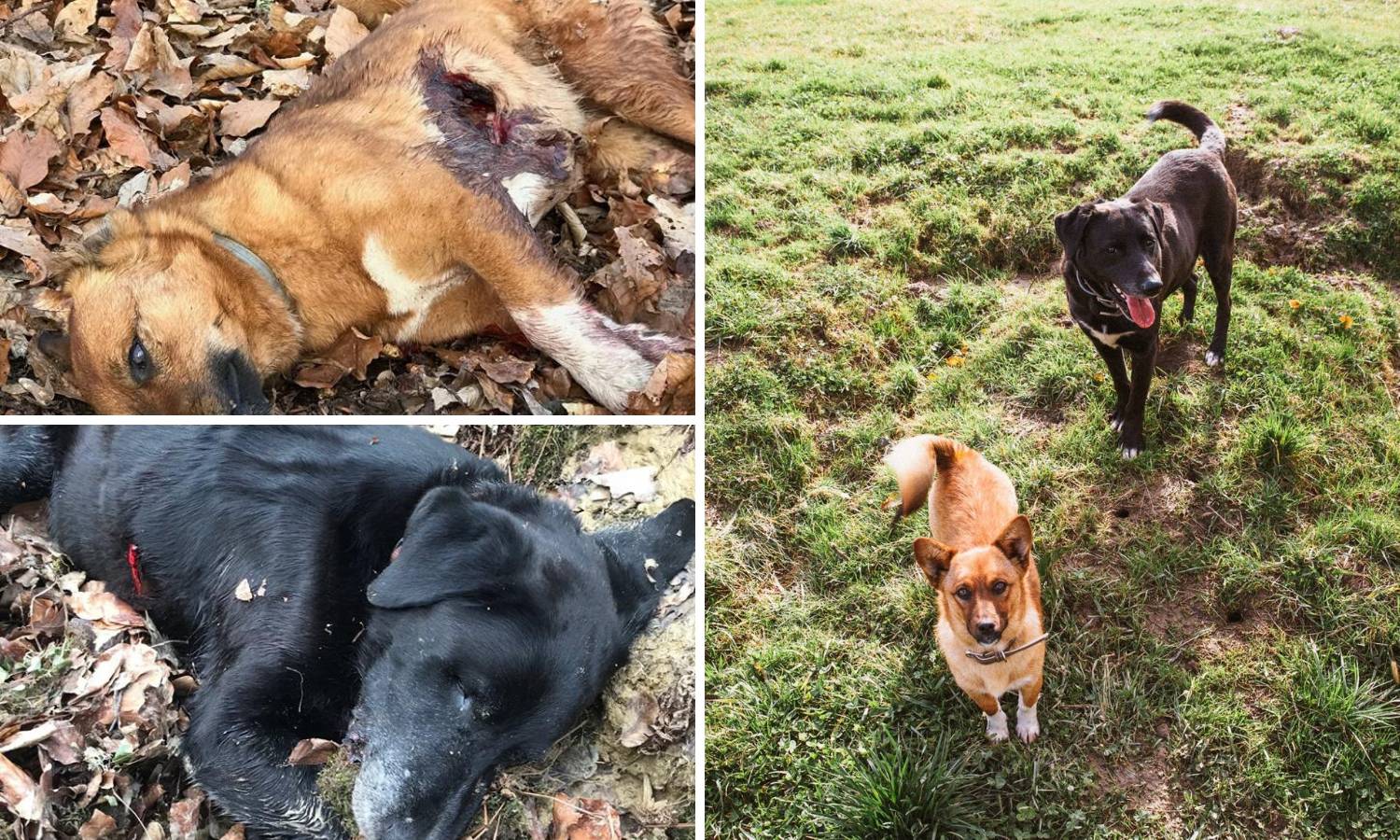 Užas kod Vrbovca: 'Našli smo naše pse, netko ih je ustrijelio'