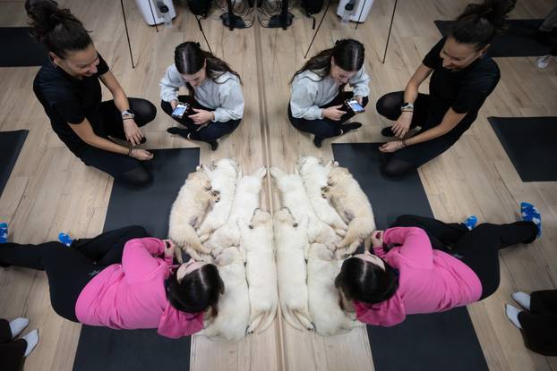 24SATA Paw Yoga, inovativni koncept joge koji je stigao u Hrvatsku