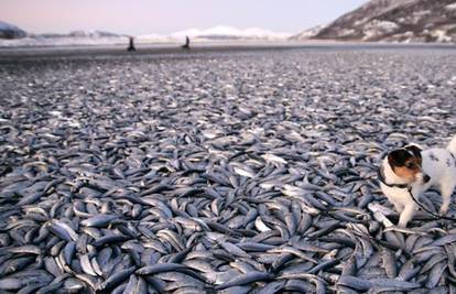 Nakon ptica, ribe: Na plažu je isplivalo tisuće mrtvih haringa