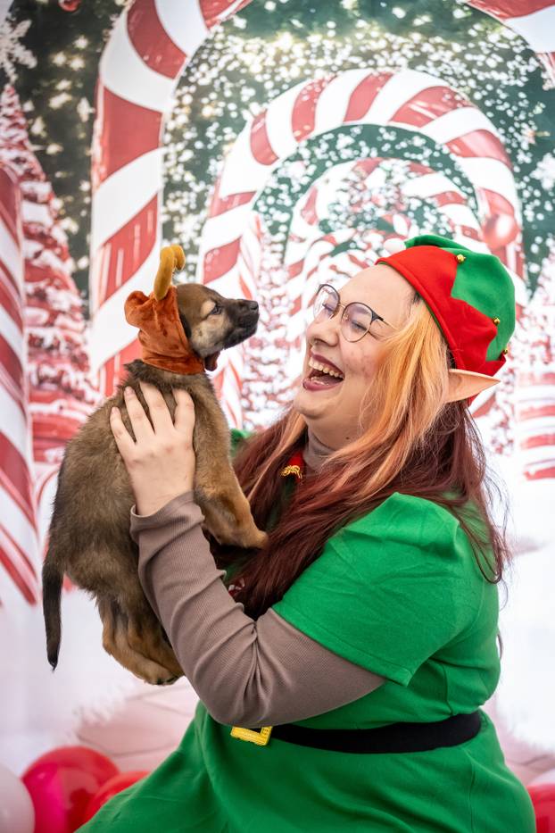 I psići vole advent: Preslatke fotke štenaca koji traže dom