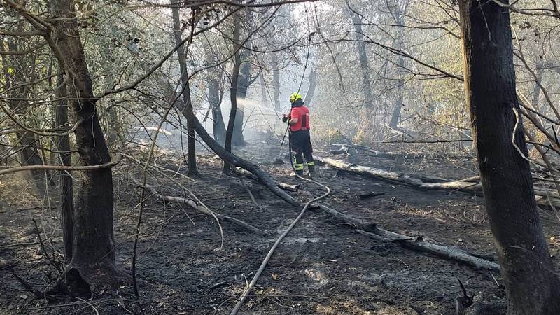Požar u Iloku pod kontrolom: 'Odmah po dojavi digli smo sve raspoložive snage na teren...'