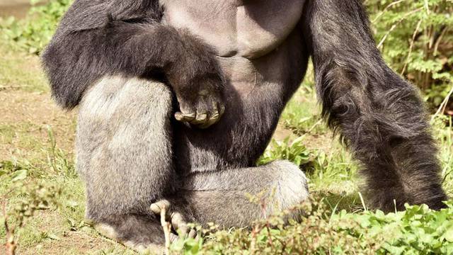 Harambe, a 17-year-old gorilla at the Cincinnati Zoo 