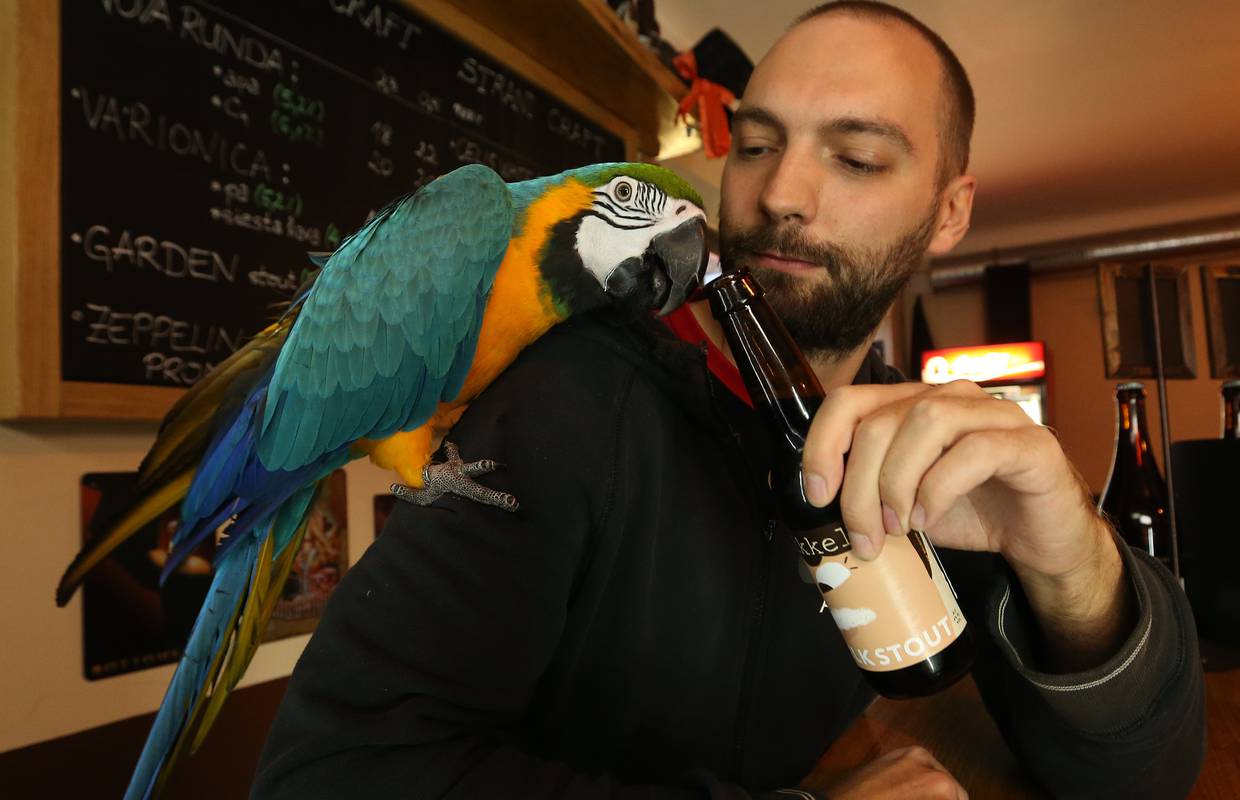Konobar s krilima: Svi vole kad im pivo otvori papagaj Jack