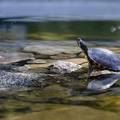 Obilježavanje Svjetskog dana kornjača u subotu u Karlovcu
