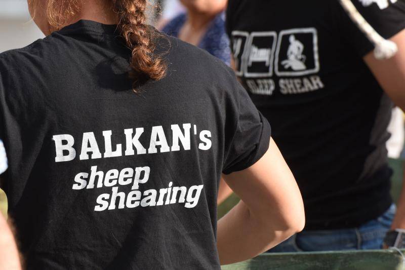 'Bee, ostavi mi bar šiške': Ovce kod najbržih hrvatskih frizera