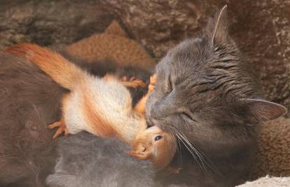Preslatka obitelj: Maca Puša usvojila četiri male vjeverice
