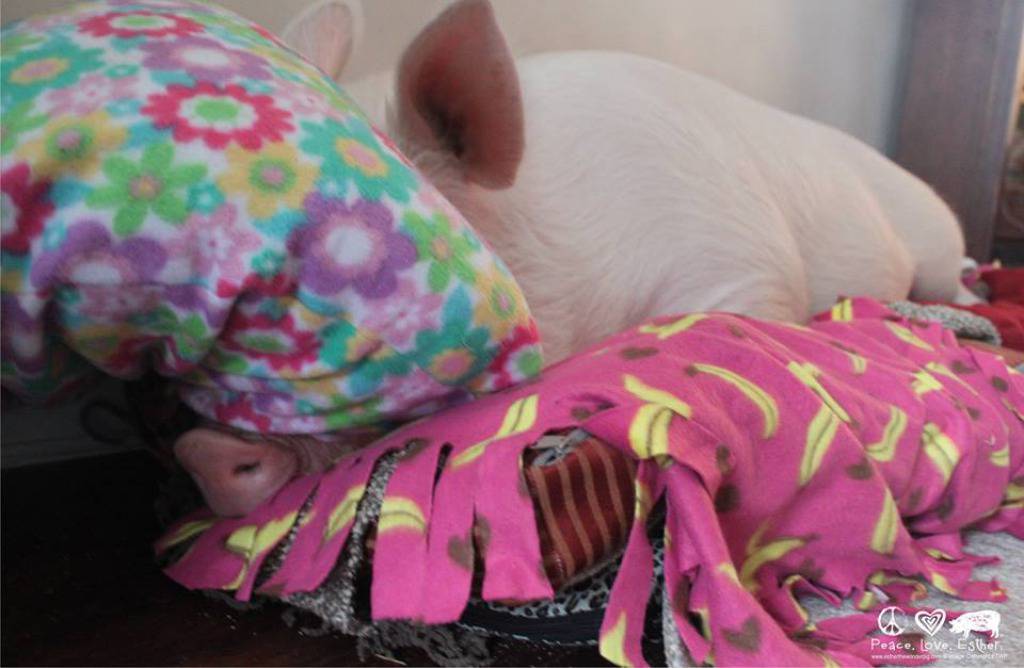 Facebook/Esther the Wonder Pig