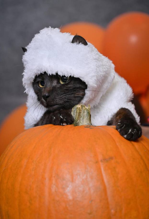 Sklonište u Dumovcu poziva na posebno jesensko udomljavanje pasa i mačaka