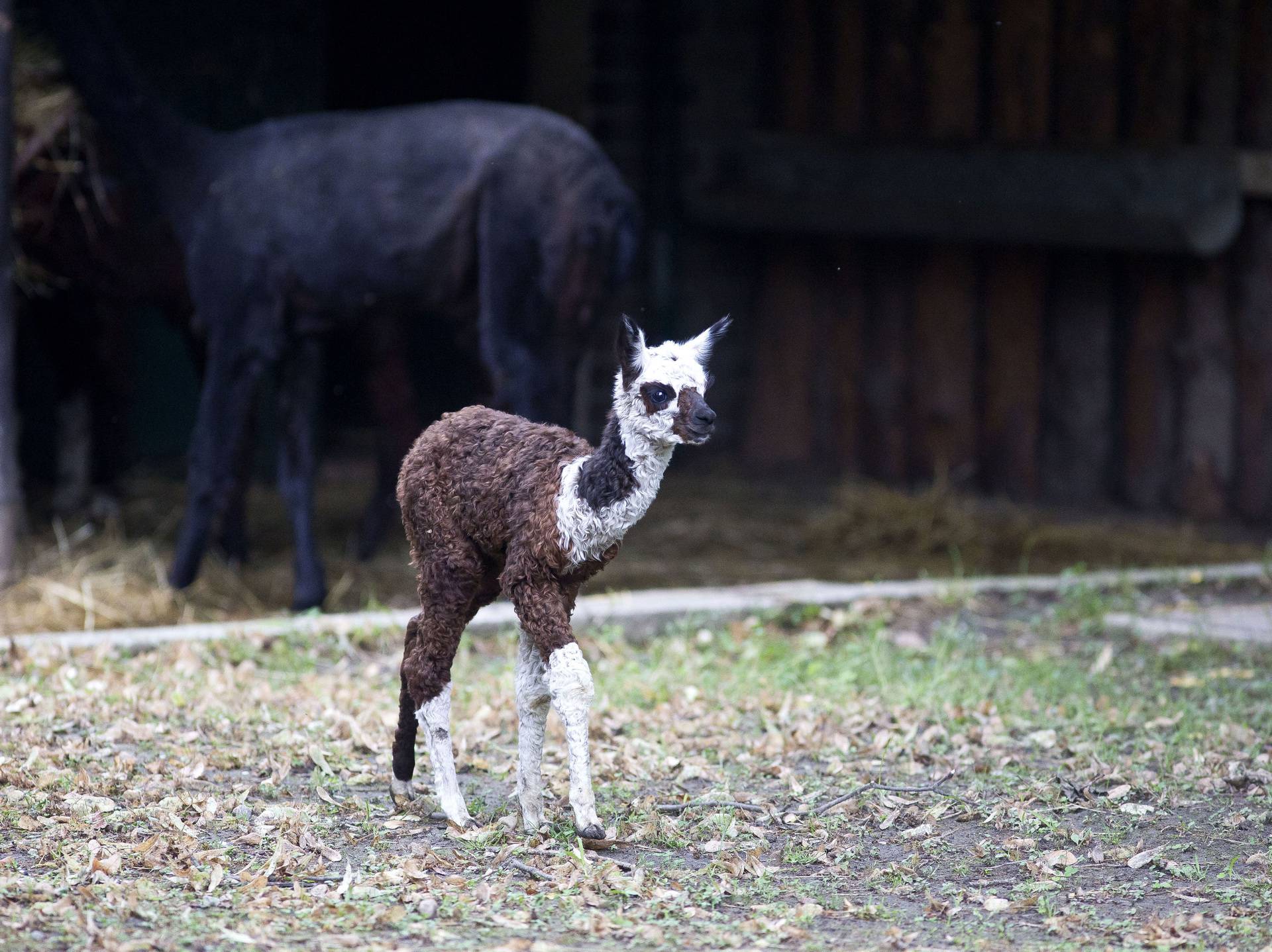 Na svijet došli isti dan: ZOO u Zagrebu bogatiji za 2 mladunca