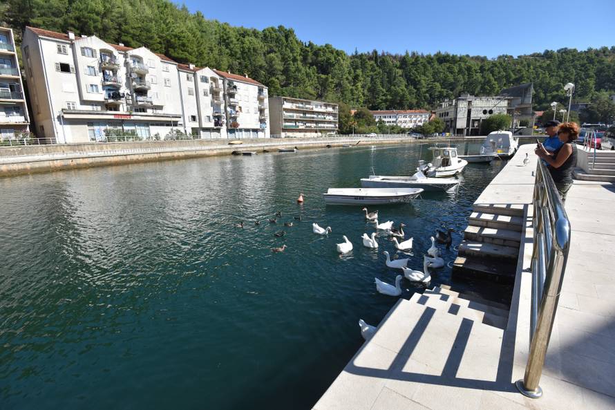 Rođena u inkubatoru: Vesnu druge guske ne puštaju u jato