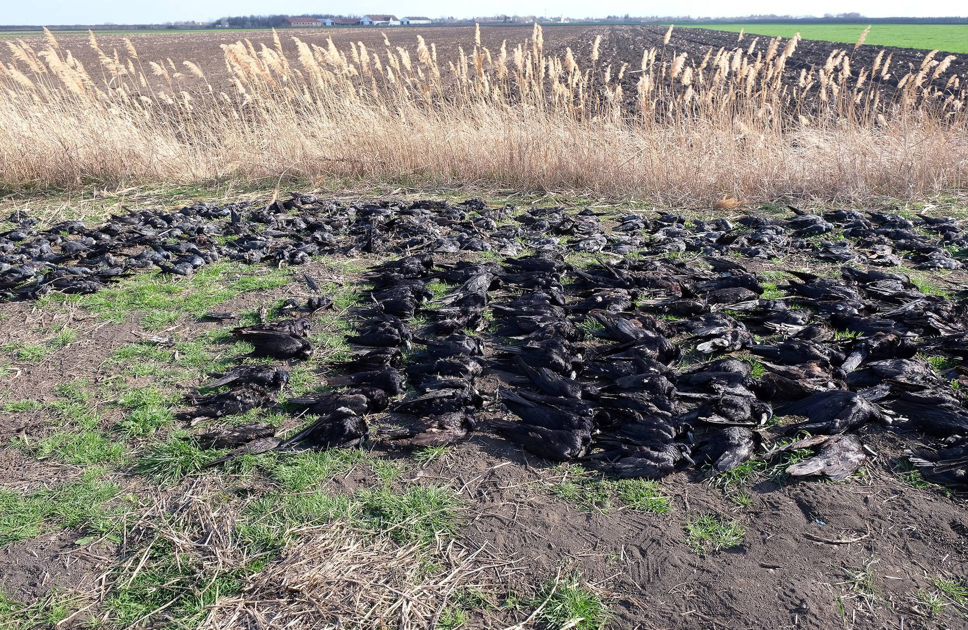 Strašne scene u Srbiji: Pronašli 800 mrtvih ptica, sumnjaju na trovanje. Zakopali su ih u jamu