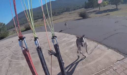 E nećeš! Paraglider pokušavao sletjeti pa ga napao ljuti klokan