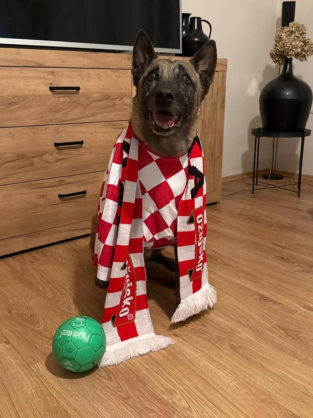 FOTO Čak su i njemački ovčari za nas! Ovako se hrvatski navijači nabrijavaju za polufinale Eura