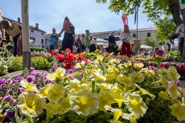 Svetivinčenat: Fešta od Rožic