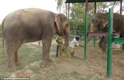 Uplakani slon se može vratiti u lance jer ga vlasnik želi natrag