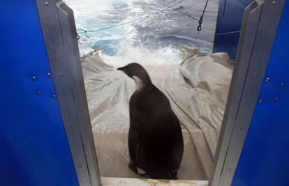Pingvina čeka nova avantura: Oporavio se i pustili ga u more
