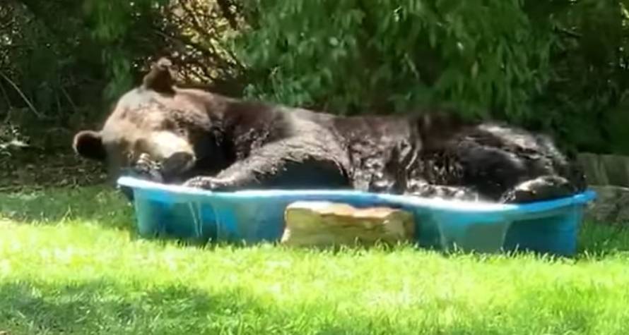 Nije rek'o dobar dan: Medo joj se odlučio posunčati u bazenu