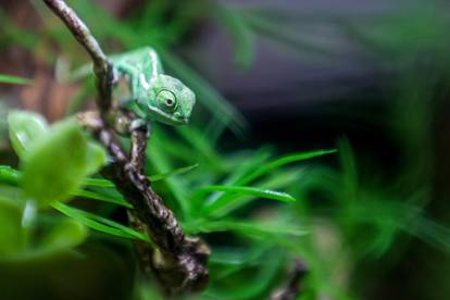 Pogledajte male kameleone koji su se izlegli u Aquariumu Pula