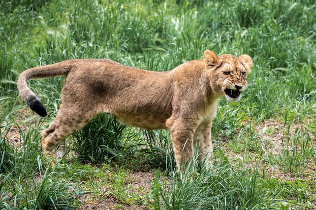 Zoološki vrt Osijek dobio nove stanovnike: Lavice, par nandua te dikobraze Olina, Zošu i Tita