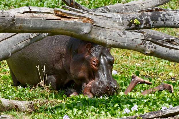 HIPPO ATTACKS FISHERMAN KENYA