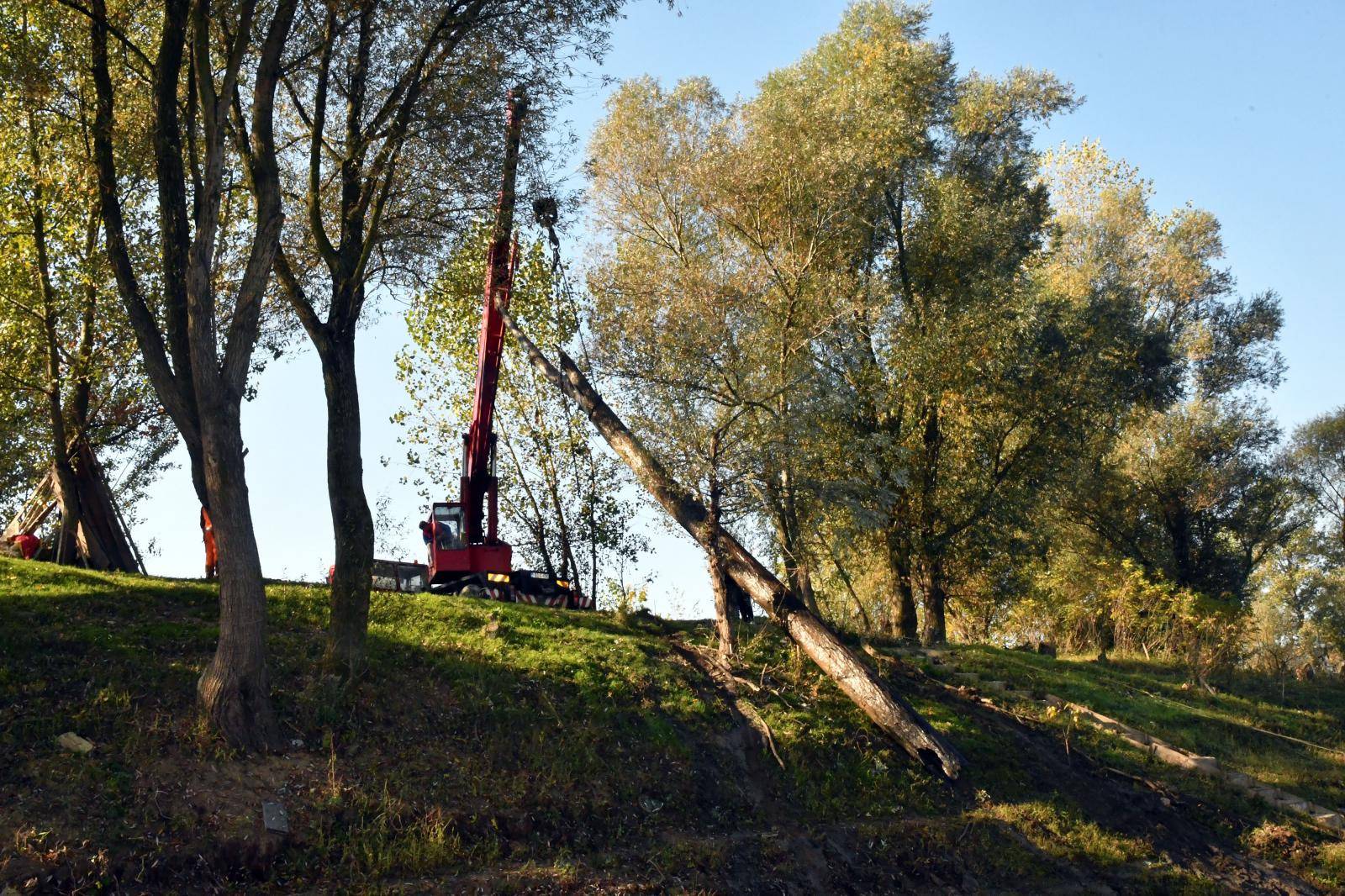 Vađenja trupaca hrasta abonosa u Orašju, visokovrijednog drveta koji leži na dnu Save