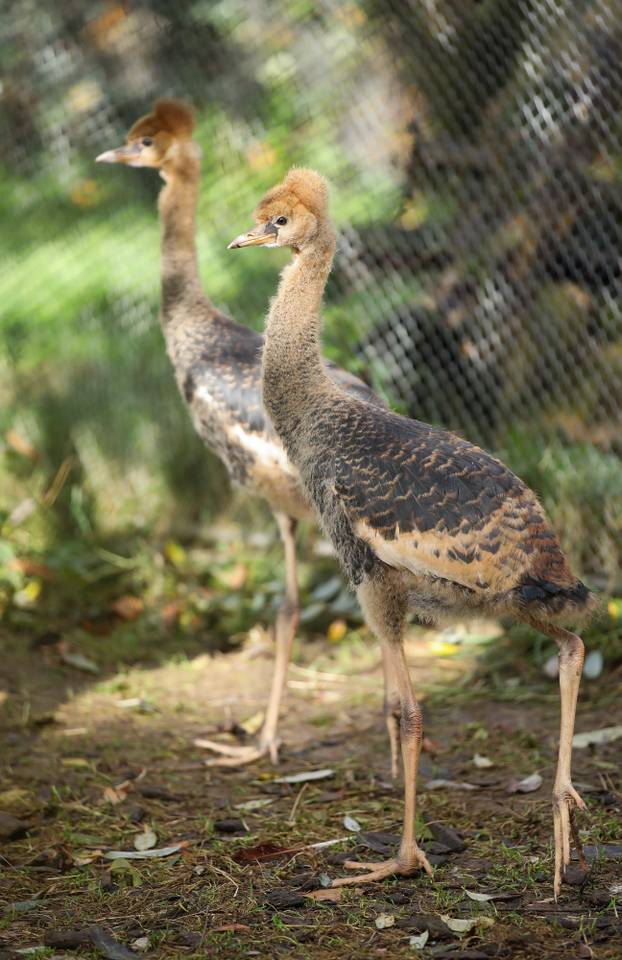 Zagrebački krunati ždralovi predstavljeni javnosti 