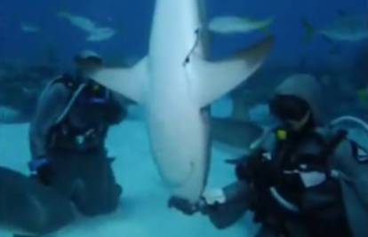 Talijanska šaptačica morskim psima dodirom 'uspava' zvijeri