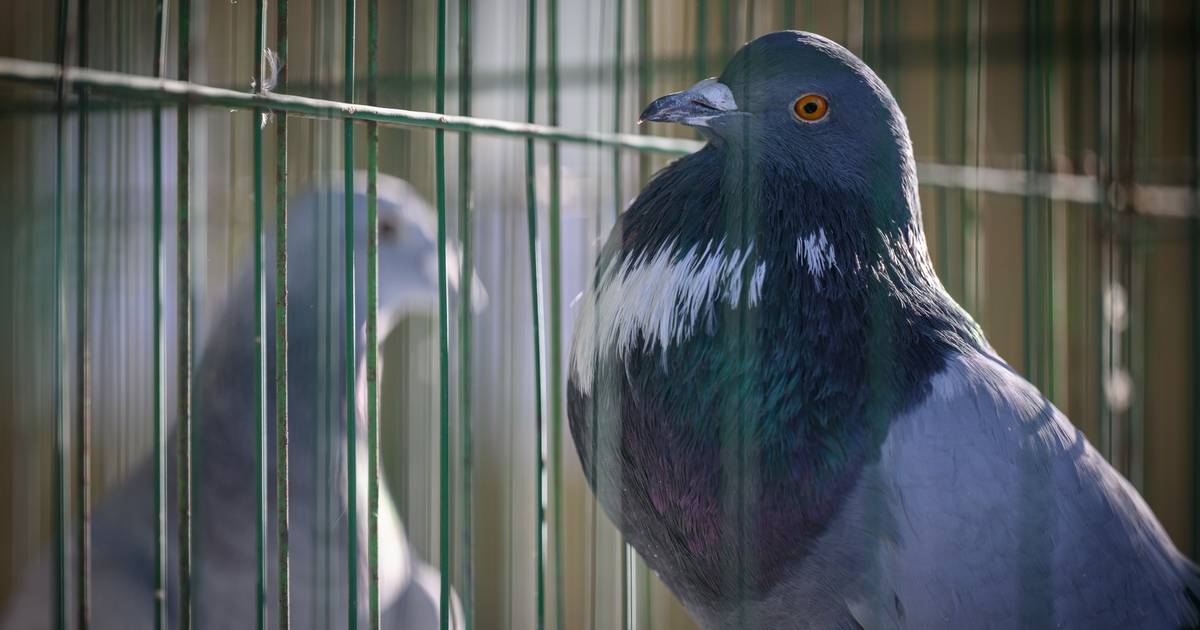 Goluba osumnjičili za špijunažu, u zatvoru proveo osam mjeseci