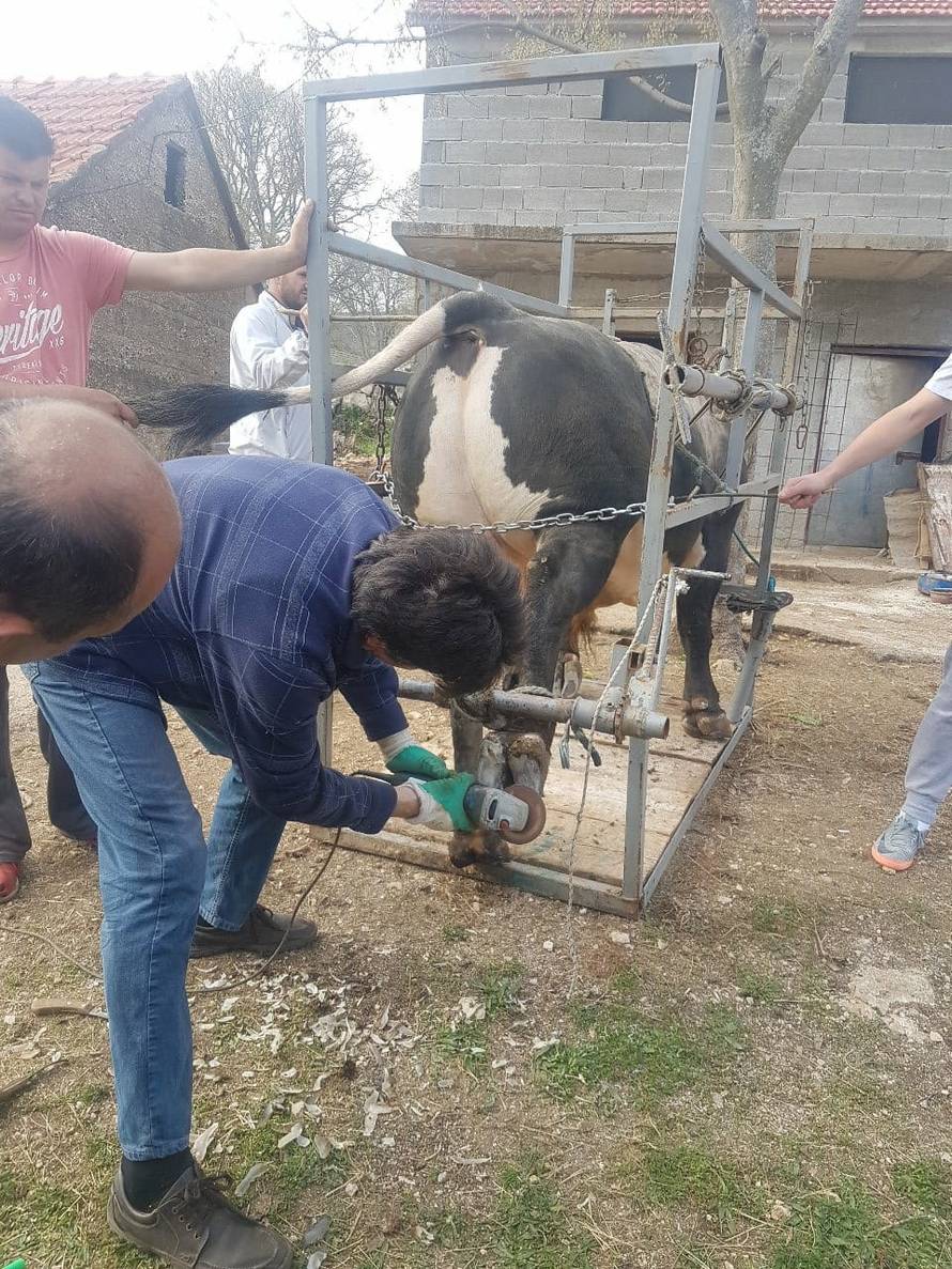 Mrcina iz Dicma: Nitko nije jači i opasniji od našeg bika Covida