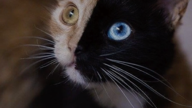 Čudesna mačka s dva lica: Quimera je zvijezda interneta