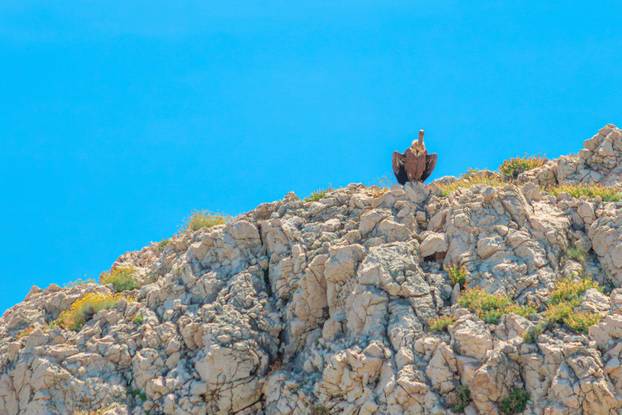 Griffon,Vulture,Standing,Proudly,On,Rocky,Cliffs,Against,A,Clear