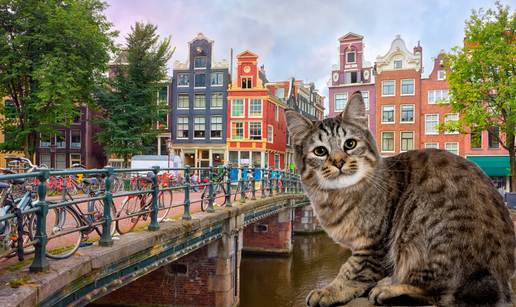 Mačke se utapaju: Na kanale u Amsterdamu uskoro stižu stube