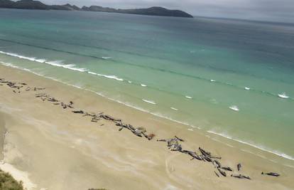 Stravičan prizor: 145 dupina nasukalo se na obalu i uginulo